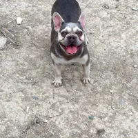 چند قلاده فرنچ بولداگ|سگ|ساری, |دیوار