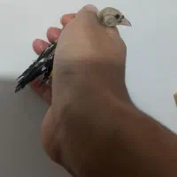 یک عدد جوجه سهره نر انتیک