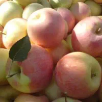 سیب گلاب شیرین تحویل درب منزل