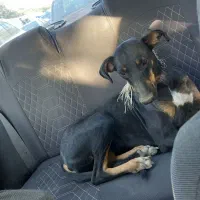 سگ دوبرمن ۸ ماه واگذا ر|سگ|مشهد, فدک|دیوار