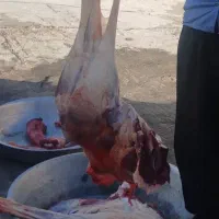 شترمرغ زنده