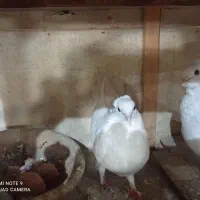 کفتر|پرنده|قم, کاسه گران|دیوار