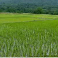 10هزار-متر-زمین-شالیزار-سنتی-برنجکاری-متری-290هزار