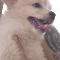 pamer دوس داشتنی