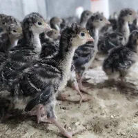 جوجه بوقلمون برنز