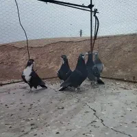 کبوتر نر پریده