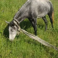 اسب مادیان یورقا|اسب و تجهیزات اسبسواری|سراب, |دیوار