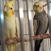 یک جفت عروس نر و ماده همراه قفس و تمام لوازم