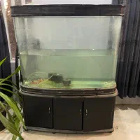 اکواریوم شیشه خم|ماهی|اصفهان, دنارت|دیوار