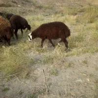 فروش بره شیری