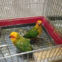 پرنده خورشیدی