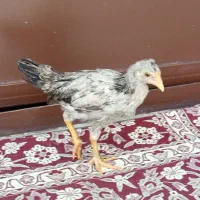دو عدد جوجه مرغ خوب و سالم به فروش می‌رسد