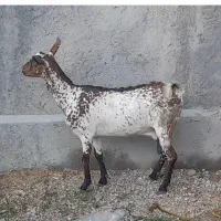 بز مخصوص داشت و گوشت|حیوانات مزرعه|بندرعباس, |دیوار