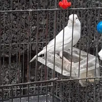 قناری نر سفید بلند....|پرنده|آمل, |دیوار