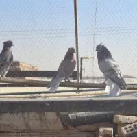 کفتر سرور|پرنده|آران و بیدگل, |دیوار