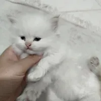 بچه گربه پرشین