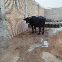 شوشترشعبیه روستای شیخ حسین|حیوانات مزرعه|شوشتر, |دیوار