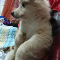 سگ اشتپیز|سگ|بندرعباس, |دیوار