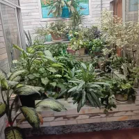 گل طبیعی زیبا