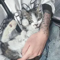 واگذاری بچه گربه