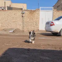 5 عدد توله افغانی