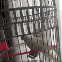 عروس هلندی آلبینو جفت|پرنده|مشهد, گلبرگ|دیوار