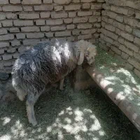 بره