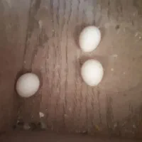 عروس هلندی|پرنده|بیرجند, |دیوار