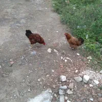 مرغ وخروس محلی