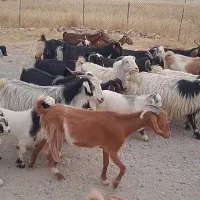 بزوبزغاله داشتی