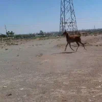 کره اسب نوه بن طوطی