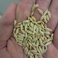 جو با کیفیت و مرغوب