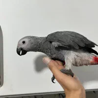 جوجه کاسکو رد فکتور دستی خاص و کمیاب