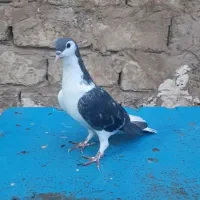کفتر چپ