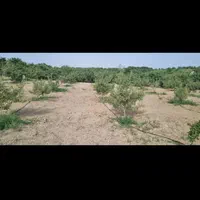 آگهی فروش زمین بادام مامایی در موقعیت ممتاز|فروش زمین و ملک کلنگی|شهرکرد, |دیوار
