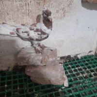 چیتی وقرمز|پرنده|اردبیل, |دیوار