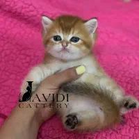 بریتیش و اسکاتیش های خاص و جذاب