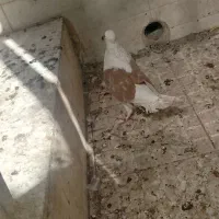 دوکت|پرنده|زارچ, |دیوار