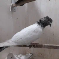 طوطی برزیلی کبوتر  قناری سهره مرغ عشق طوطی