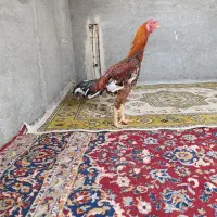 جوجه خروس لاری|حیوانات مزرعه|گمیشان, |دیوار