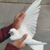 سلام به دوستان عشقبازای گل ۵عدد کفتر به فروش میرسد|پرنده|مهاجران, |دیوار