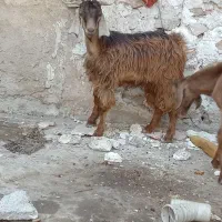 کهره نر و ماده