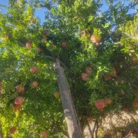 فروش انار درجه یک به صورت خورده وعمده