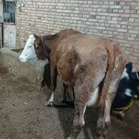 گاو گوشتی گوساله نر|حیوانات مزرعه|نقده, |دیوار