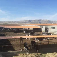 استخدام  کارگر کشاورزی کار با تراکتور