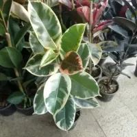 گل گلخانه|گل و گیاه طبیعی|ارومیه, |دیوار