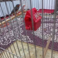 یک جفت فنج|پرنده|تبریز, |دیوار