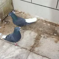 فروش نرماده سیاه دم سفید