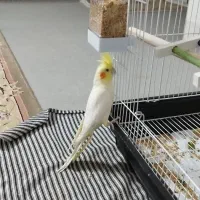 عروس هلندی|پرنده|شاهرود, |دیوار