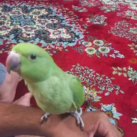 طوطی‌ملنگو‌ وتعدادی قفس